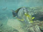 Yellowfin surgeonfish watching at you