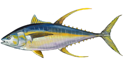 Yellowfin tuna wallpaper