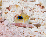 Yellowhead jawfish eye