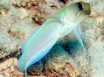 Yellowhead jawfish fish