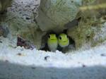 Yellowhead jawfish fishes in a hole