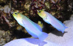 Yellowhead jawfish fishes