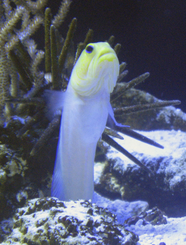 Yellowhead jawfish wallpaper