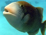 Yellowmargin triggerfish face