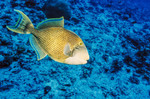 Yellowmargin triggerfish in blue sea