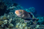 Yellowmargin triggerfish near the bottom