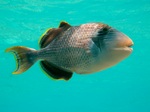 Yellowmargin triggerfish side view