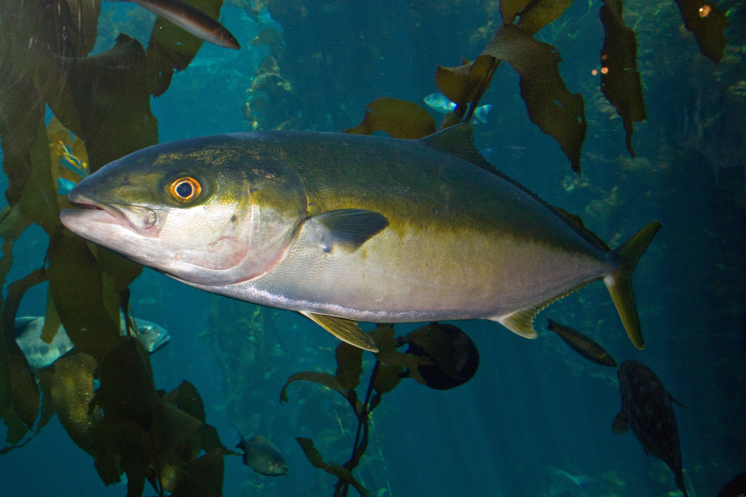 Yellowtail amberjack wallpaper