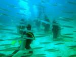 Yellowtail barracuda among the people