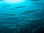 Yellowtail barracuda in blue ocean