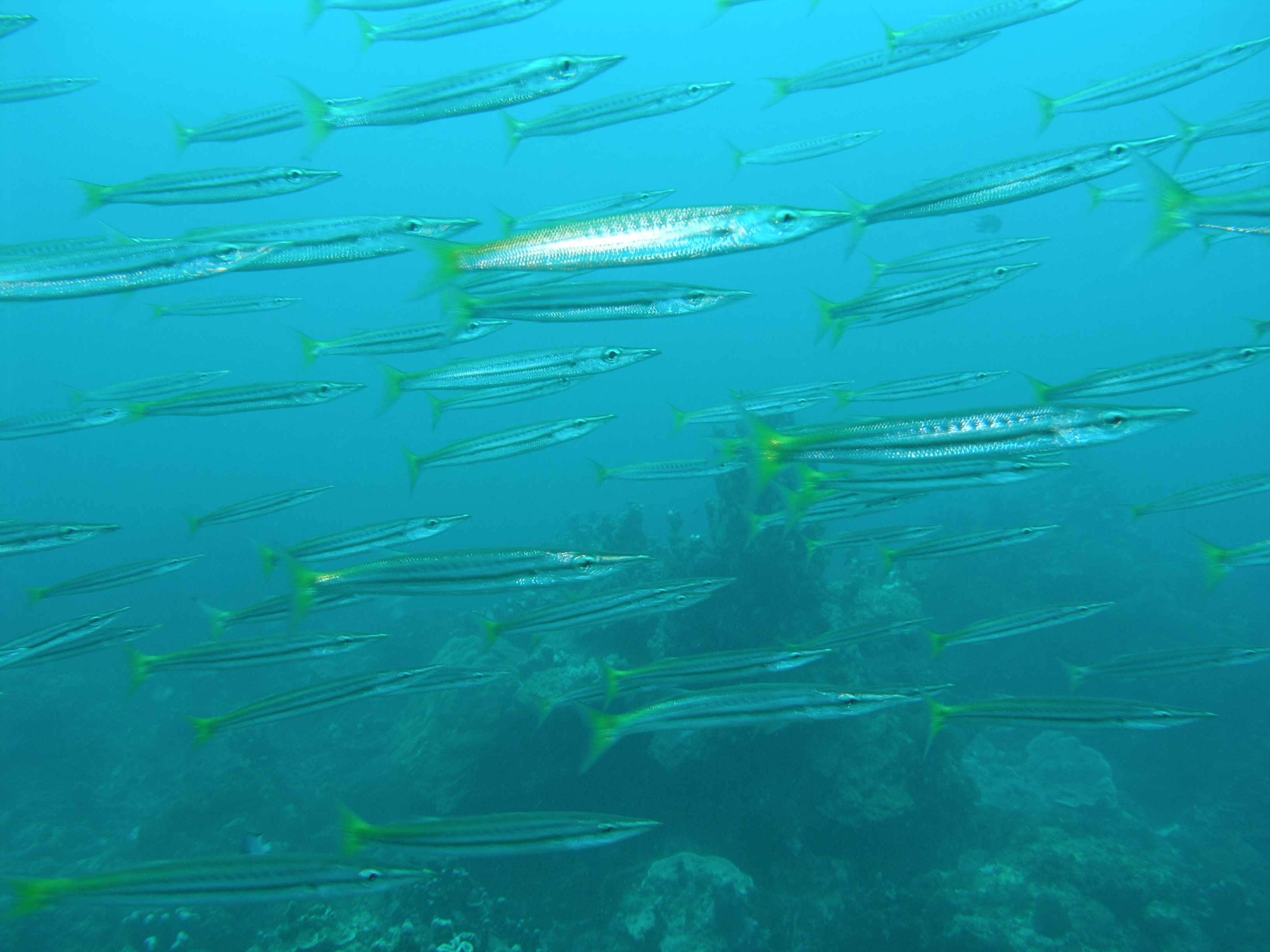 Yellowtail barracuda wallpaper