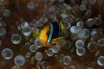 Yellowtail clownfish among bubbles