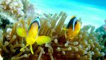 Yellowtail clownfish fishes