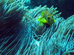 Yellowtail clownfish in the algae