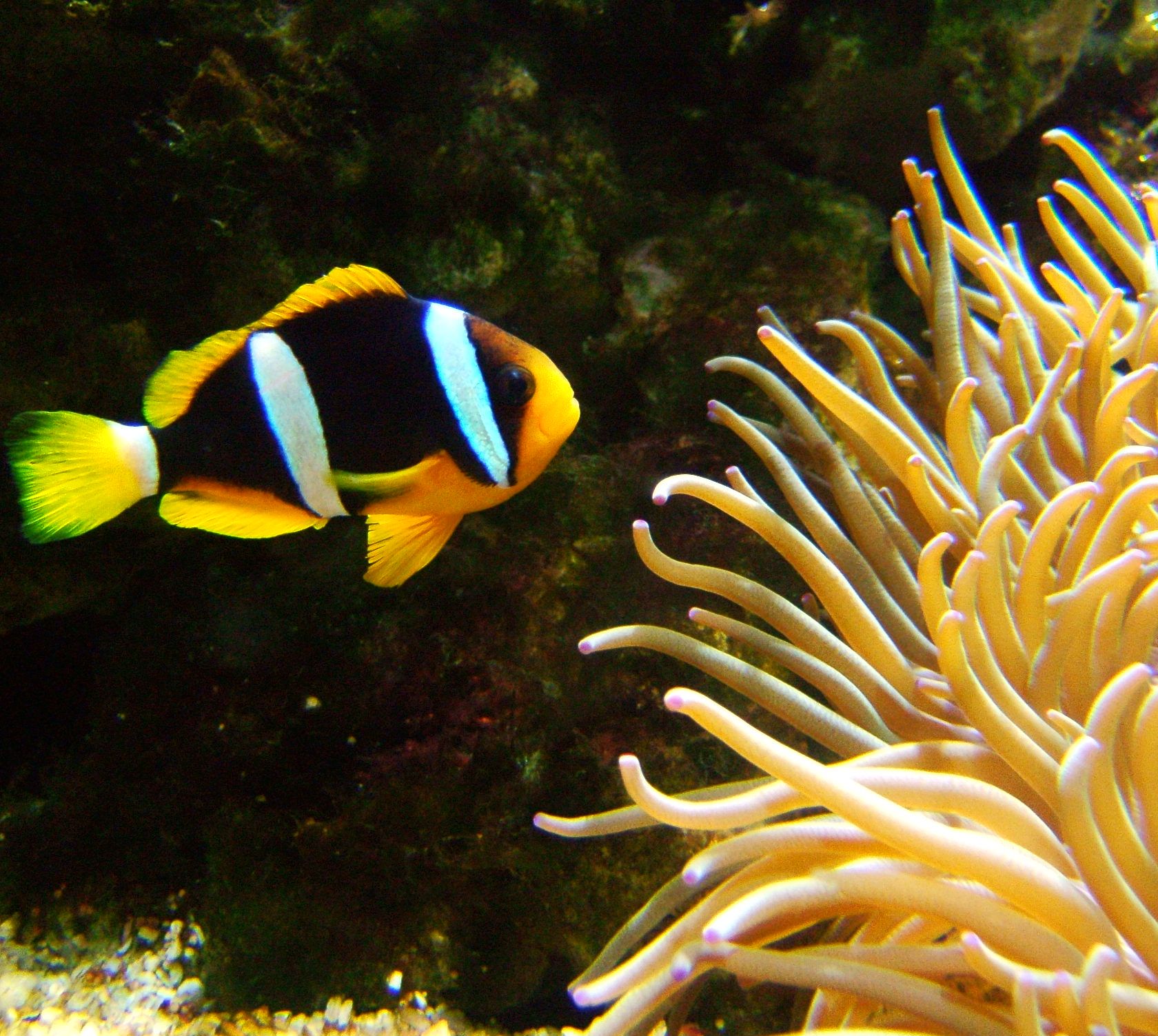 Yellowtail clownfish wallpaper