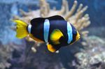 Yellowtail clownfish side view