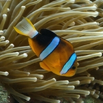 Yellowtail clownfish swims down