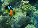 Yellowtail clownfish watching at you