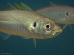 Yellowtail horse mackerel face