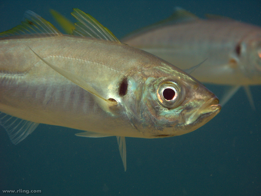 Yellowtail horse mackerel wallpaper