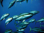 Yellowtail kingfishes