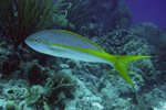 Yellowtail snapper at a depth