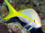 Yellowtail snapper face