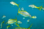 Yellowtail snapper fishes