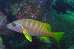 Yellowtail snapper side view