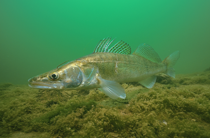 Рыба породы Судак обыкновенный фото