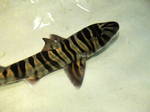 Zebra bullhead shark