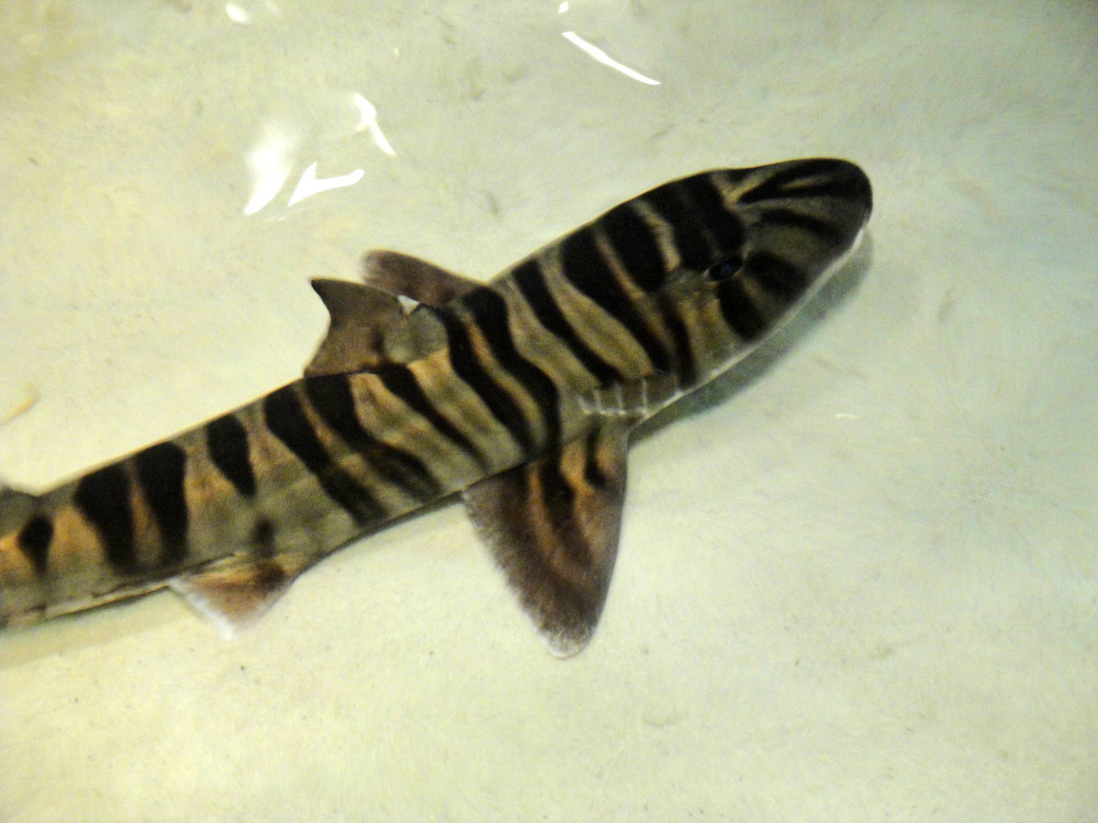 Zebra bullhead shark wallpaper