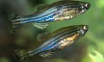 Zebra danio in the aquarium