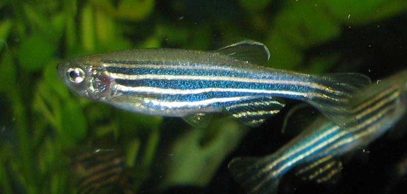 Zebra danio wallpaper