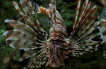 Zebra lionfish face
