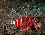 Zebra lionfish 