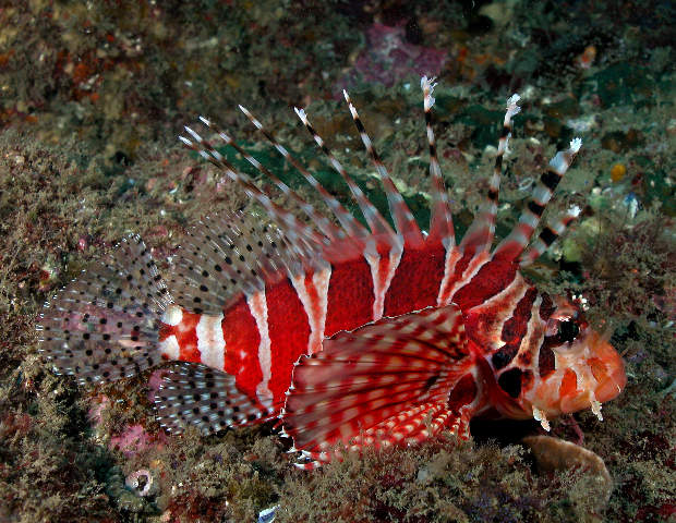 Zebra lionfish wallpaper