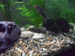 Zebra loach in the aquarium