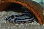 Zebra pleco in the shelter