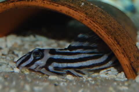 Zebra pleco in the shelter wallpaper. 