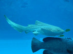 Zebra shark exploring 