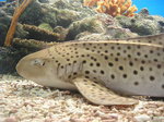 Zebra shark on the bottom