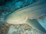 Zebra shark swimming