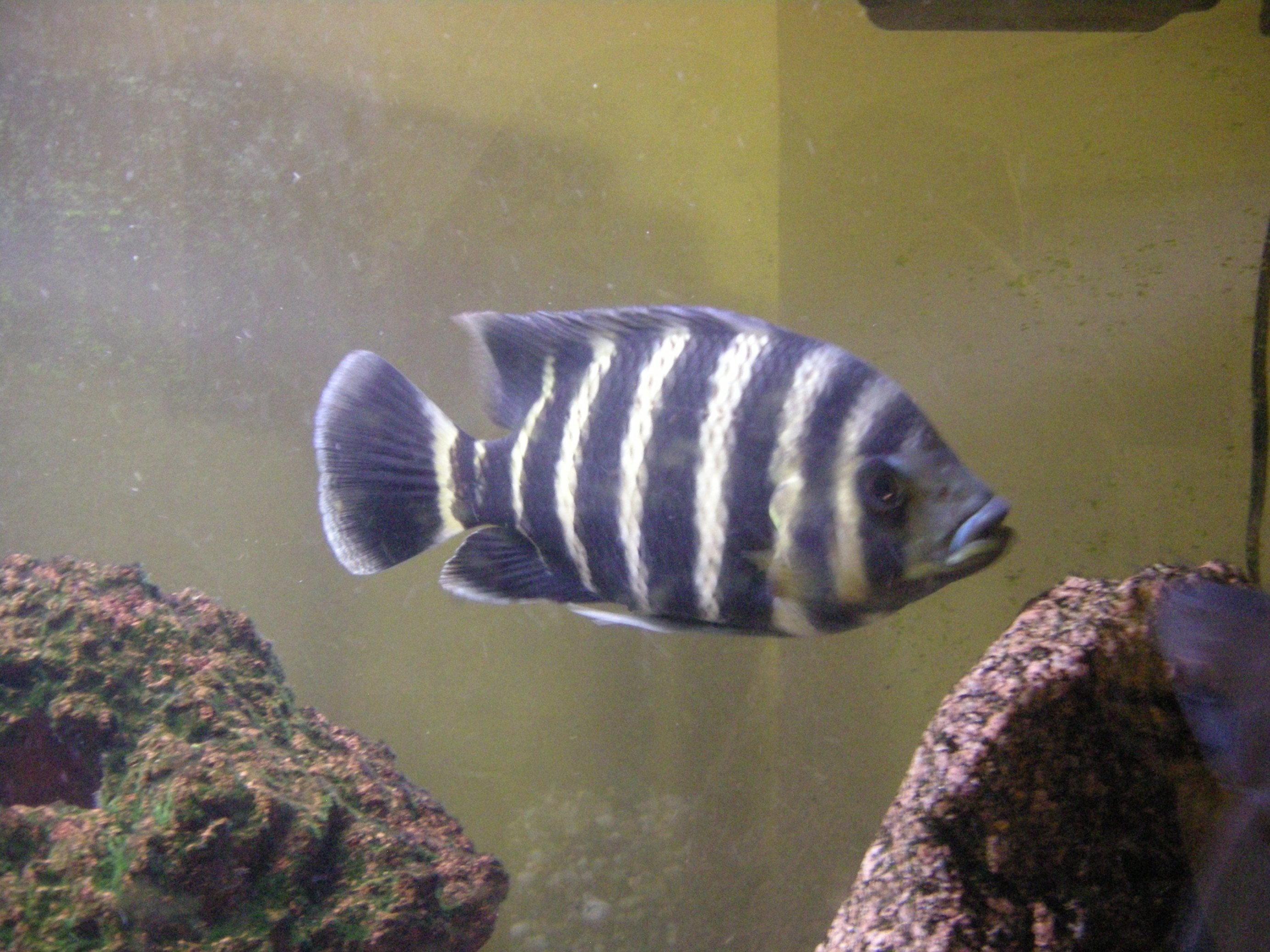 Zebra tilapia fish wallpaper