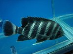 Zebra tilapia in the aquarium