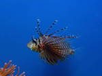 Zebra turkeyfish in the ocean