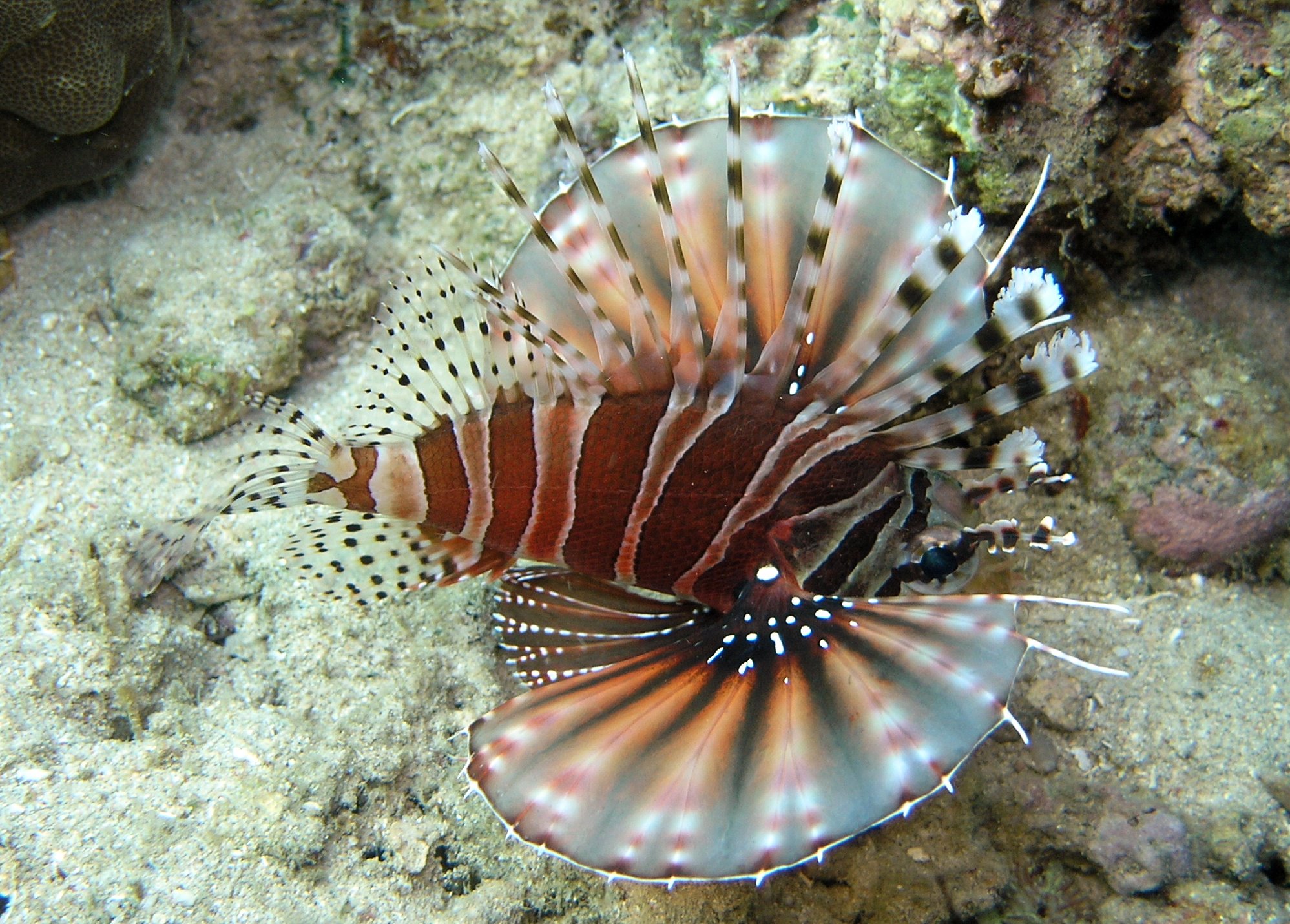 Zebra turkeyfish wallpaper