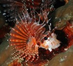 Zebra turkeyfish swimming 