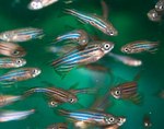 Zebrafish fishes