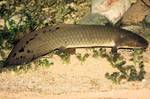 Zoo lungfish